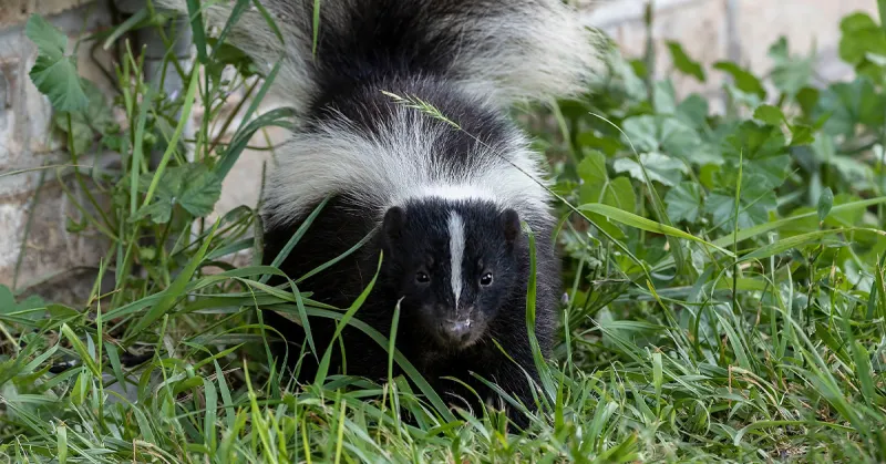 Rabid skunk confirmed in Cherry Hill
