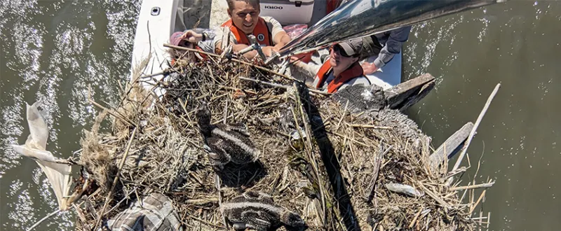 Nest Cams Help Stockton Study Declining Osprey Nest Productivity