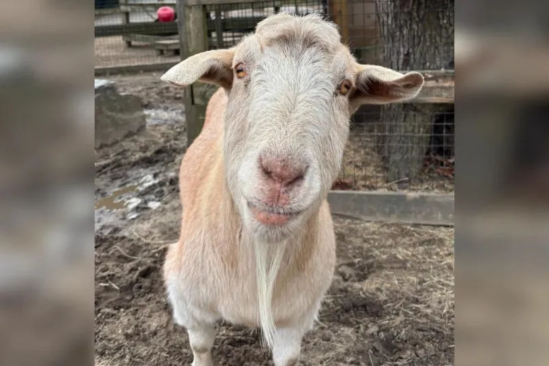 Meet Clyde, The Cape May Zoo Goat Living His Best Introvert Life