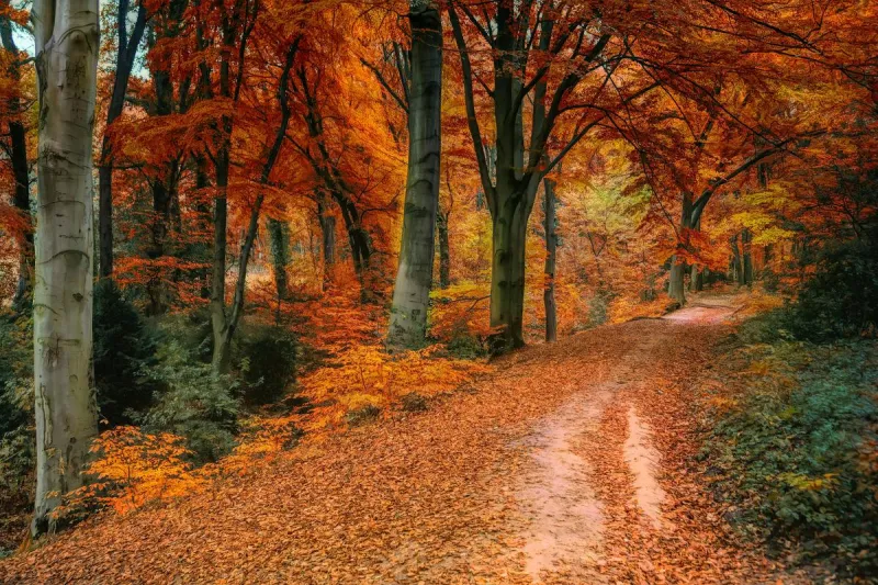 25 New Jersey Towns That Look Like a Different State Come Fall