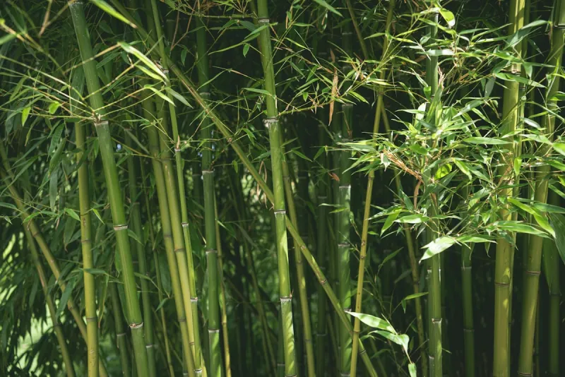 South Jersey's "Fake Bamboo" Problem Is Hitting Homeowners Hard