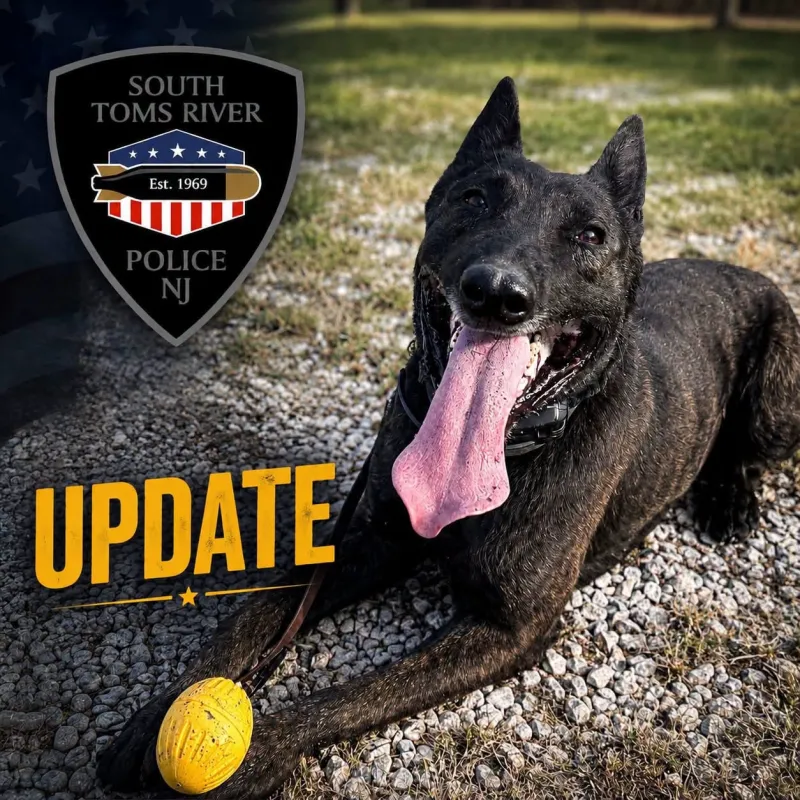 Police K9 Loki Awaiting Emergency Surgery