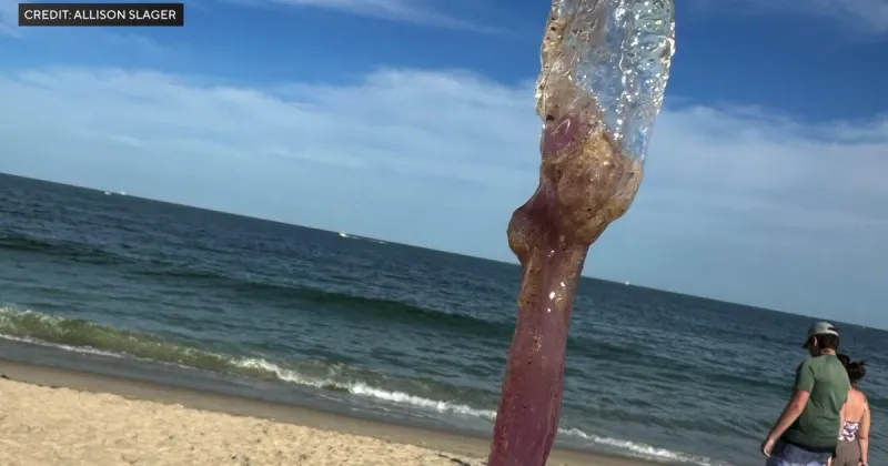 Jellyfish sting multiple swimmers and wash up along Jersey Shore beach