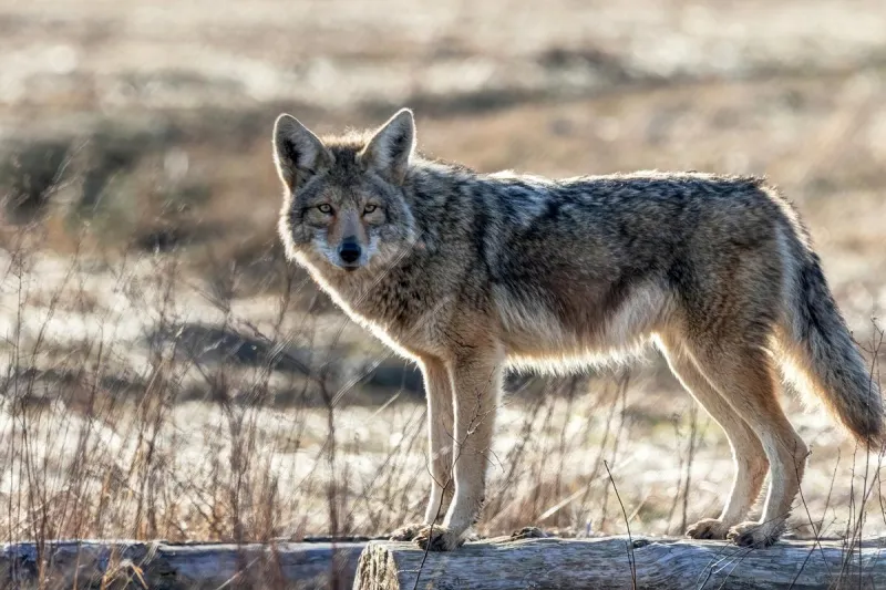 Why Are People Mocking North Wildwood Coyote Warnings?