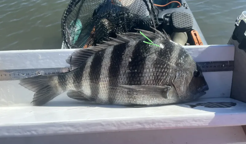 "Tracking the Sheepshead Migration in New Jersey"