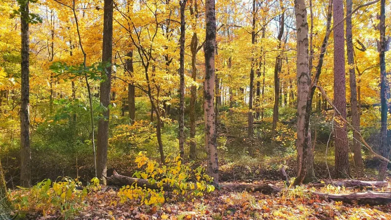 The leaves are already turning - time to plan your NJ foliage trip