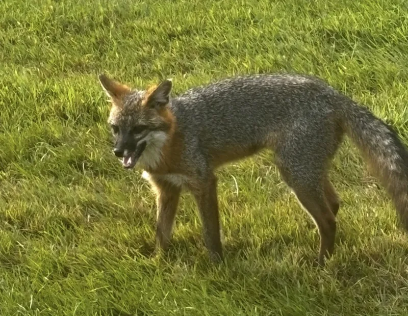 Animals & Rabies In Atlantic County, NJ - It's Not What You Think