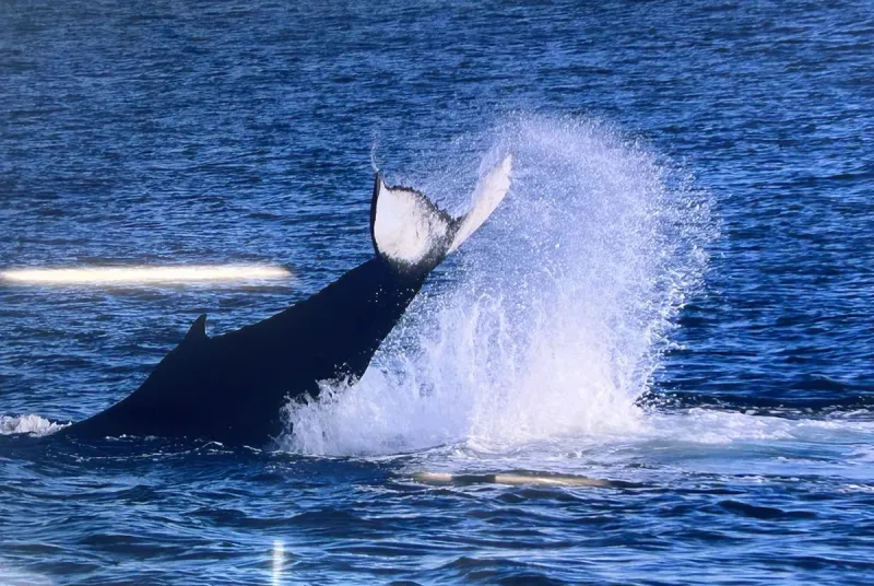 Cape May, NJ, Whale & Dolphin Cruise Is Outstanding Activity