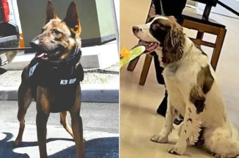K-9 Deaths: Sheriff's Officer Rejects Plea Deal in Hot Car Case