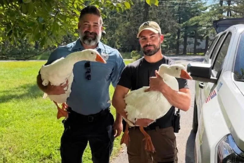 Who took Taco and Churro? Beloved NJ geese are finally home