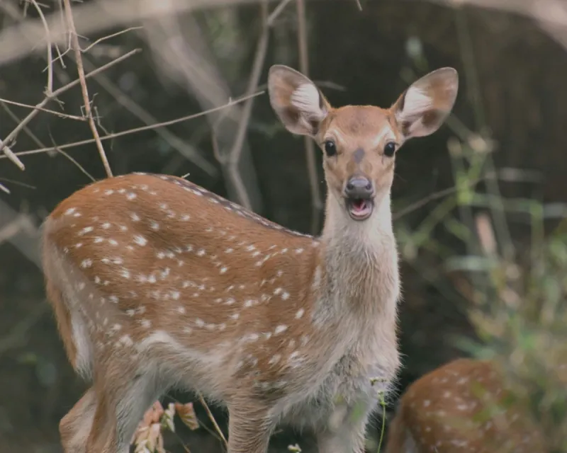Northfield Expands Deer Crossing Zone Near Birch Grove Park