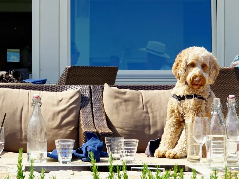 New Poll: Leave Your Best Friend at Home