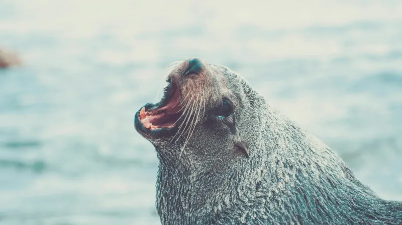 Do You Ever Walk Out on the Beach and Scream At The Ocean?