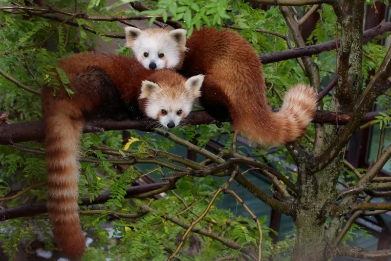 Your Kids Can Win A Red Panda Experience At The Cape May Zoo