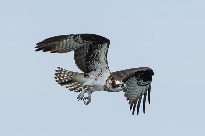 Ospreys In Decline As Food Becomes Scarce