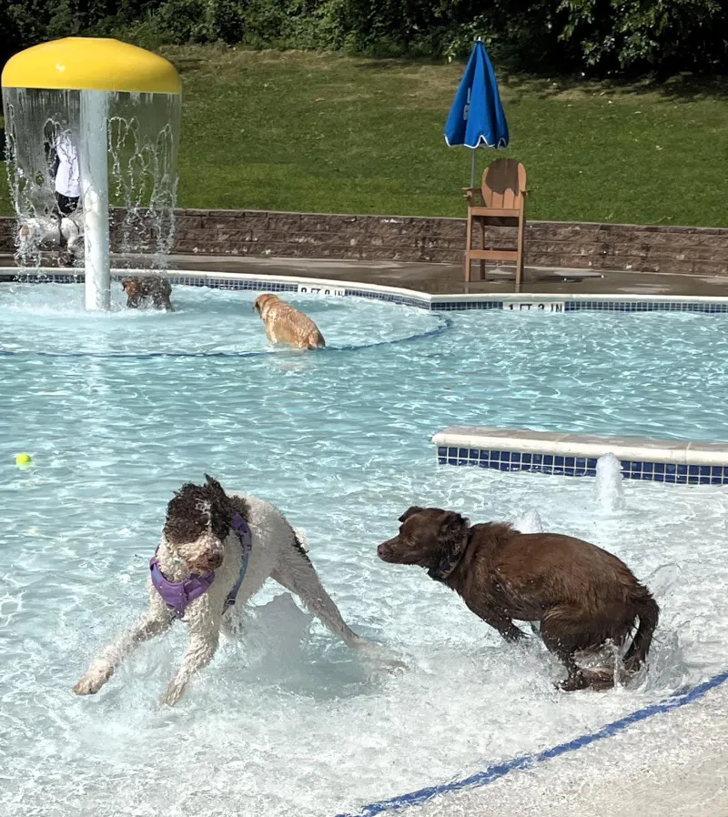 'Dog Days of Summer' is featured at Maplewood Community Pool