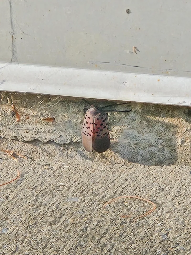 Booker: The spread of the spotted lanternfly