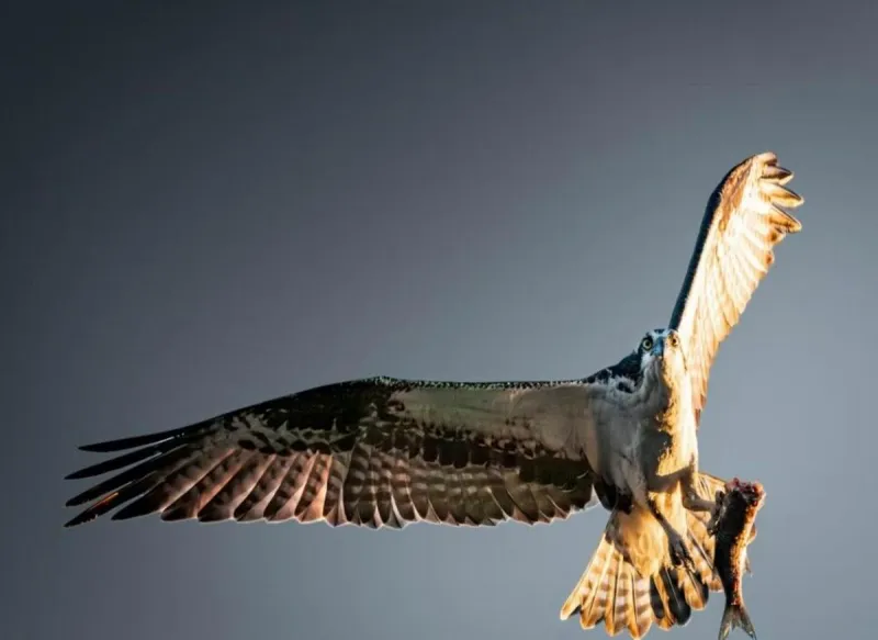 Study: South Jersey Osprey Chicks Are Dying at Alarming Rate