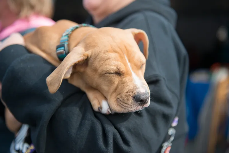 BARKtoberfest Returns to West Orange for 10th Annual Pet Adoption Event
