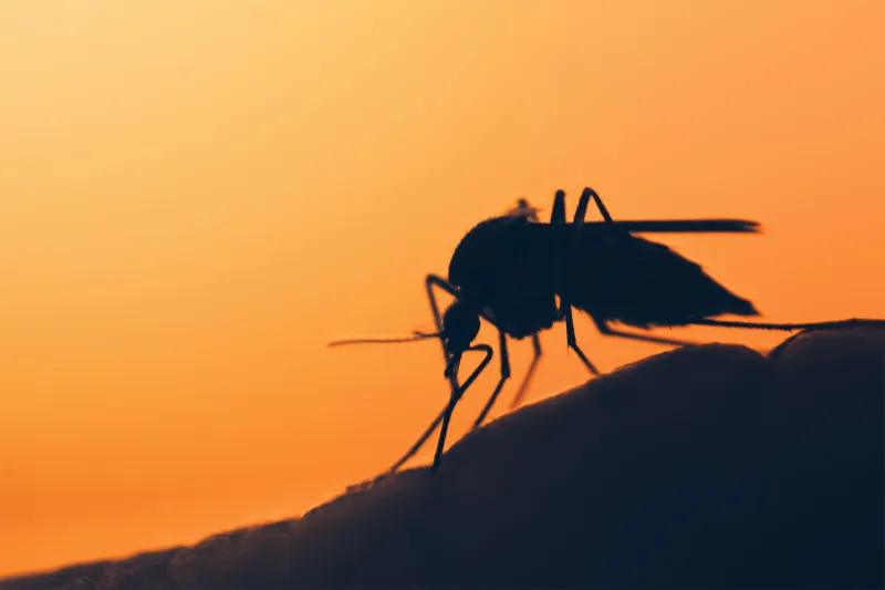Mosquito Spraying Throughout Camden County on Wednesday