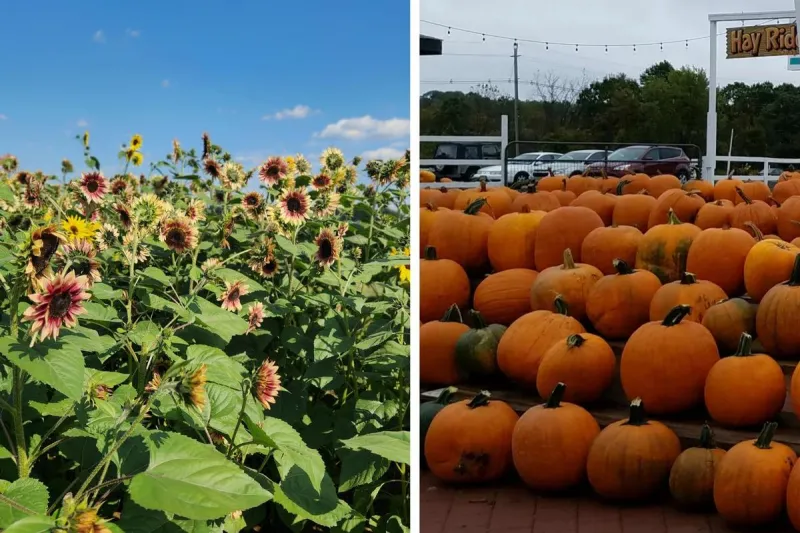 Ultimate guide to NJ fall fun: Sunflowers, corn mazes, pumpkins