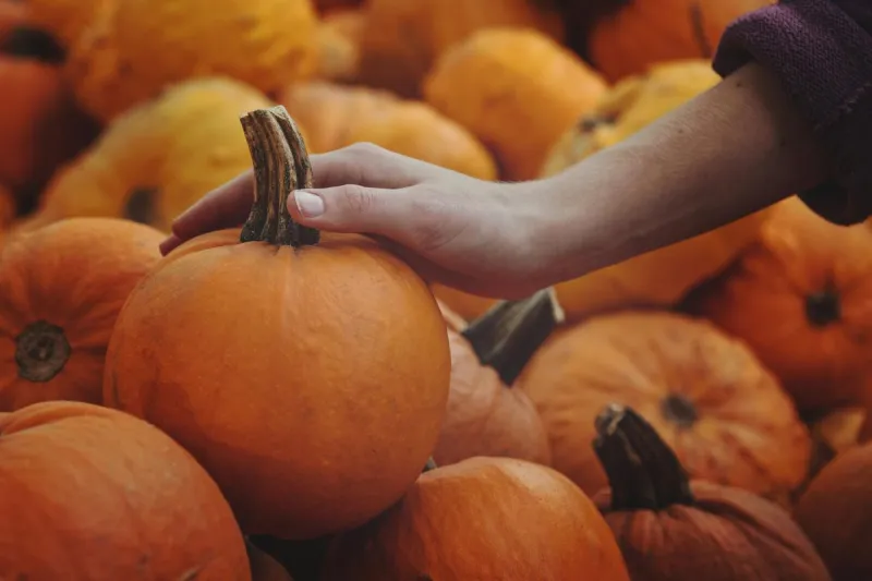 Snyder's Farm is bringing fall fun to Somerset this October
