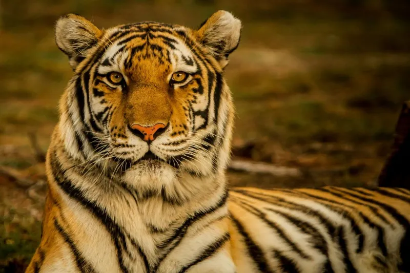 A Tiger Loose In Jackson, NJ? Not According To Local Police