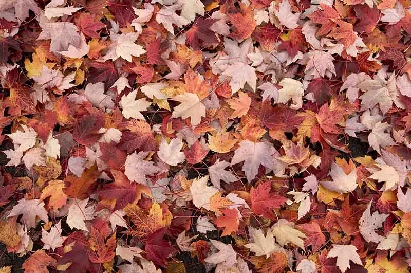 Kearny's fall leaf pickup begins in early November