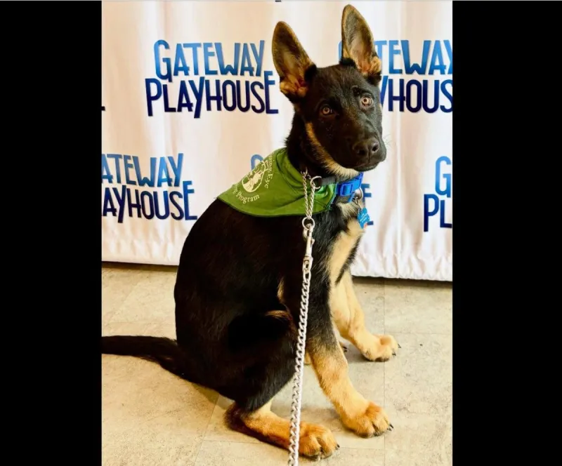 Seeing Eye Puppies Get Training at Gateway Playhouse Rehearsal