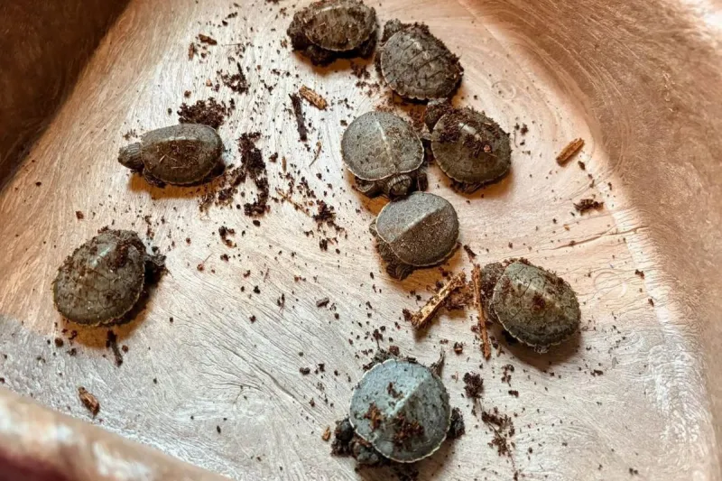 NJ turtle's heartbreaking death leads to 11 tiny survivors