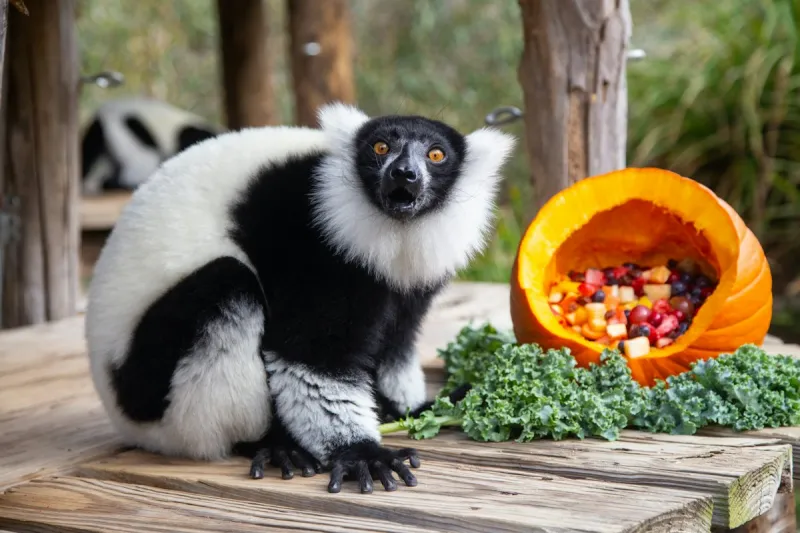 Brand New Halloween Event Coming To Popcorn Park In Forked River