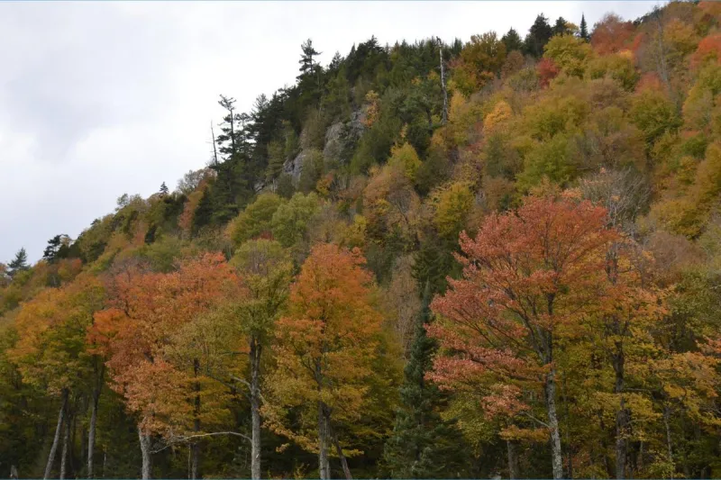 A colorful NJ fall is coming - here's when leaves will peak
