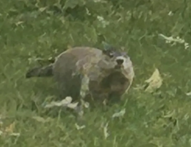 Meet Our EHT, NJ Groundhog - 'Burley Hurley' [Photos]