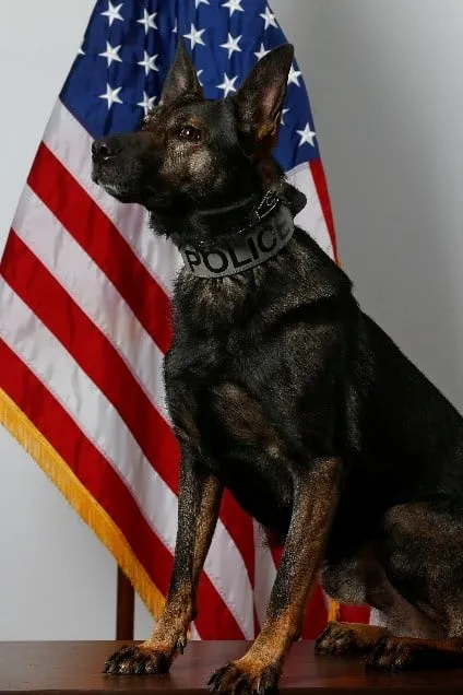 Retired Manchester Police K-9 Lynk Dies
