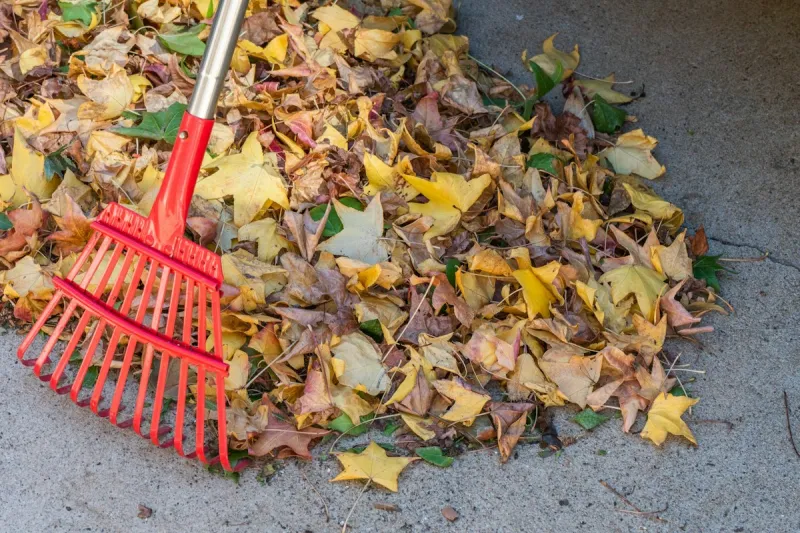 Leaf Raking Could Wreck Your Back This Fall, Don't Let It Happen