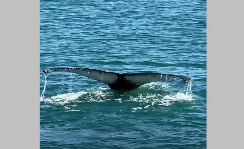 Cape May Whale Watcher Spots Whale With 80 Dolphins [VIDEO]