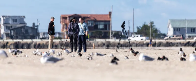 Stockton Interns Help The Wetlands Institute Study Marsh-Nesting Shorebirds