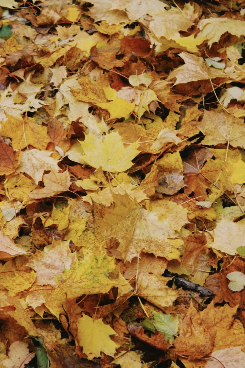 When Will Essex County Pick Up Leaves? See the 2026 Schedule.