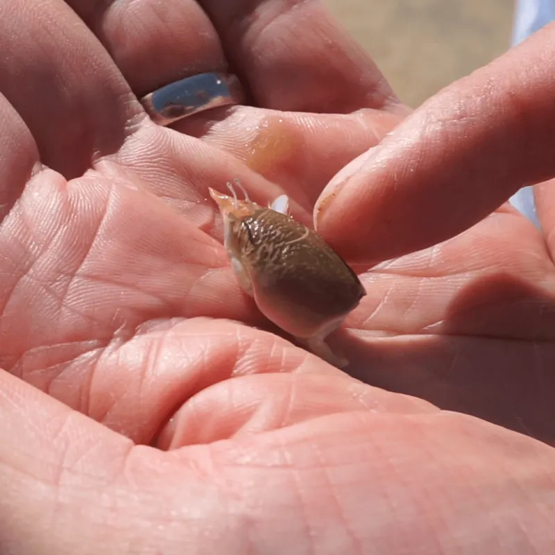 Watch: Marine Biology Class Probes Nor'easter Impacts on Mole Crab Abundance
