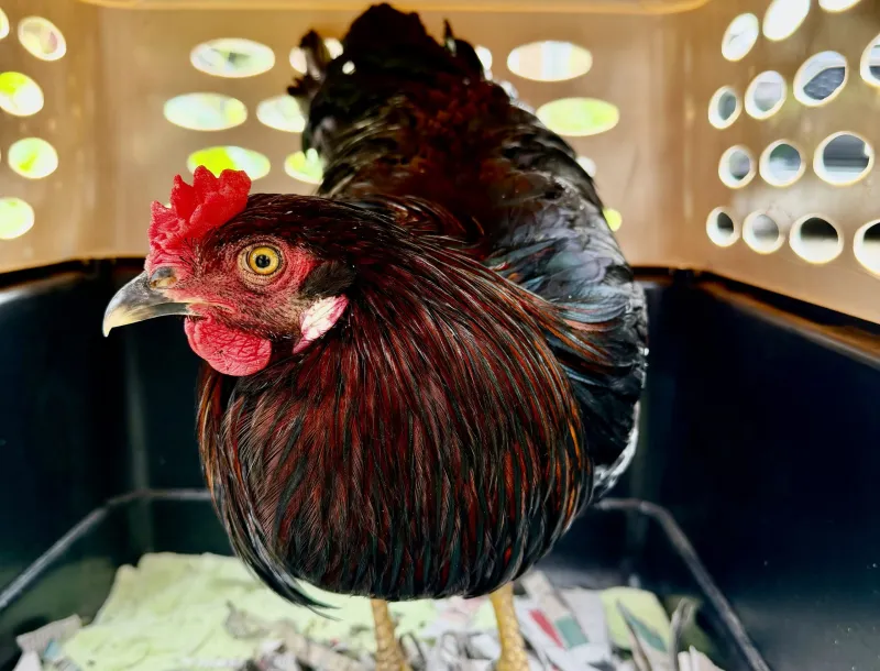 Montclair's Lost Roosters Among N.J.'s Many Abandoned, Rescuer Says