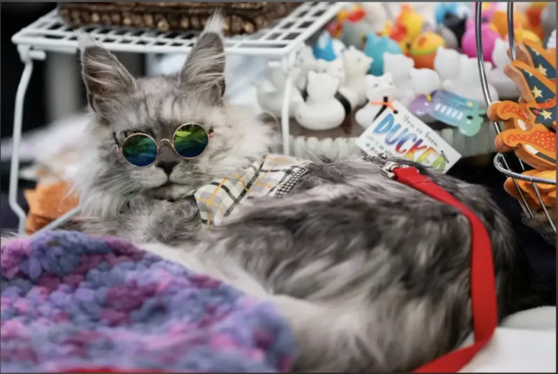 The Catsbury Cat Convention Returns October 10th & 11th at Bell Works