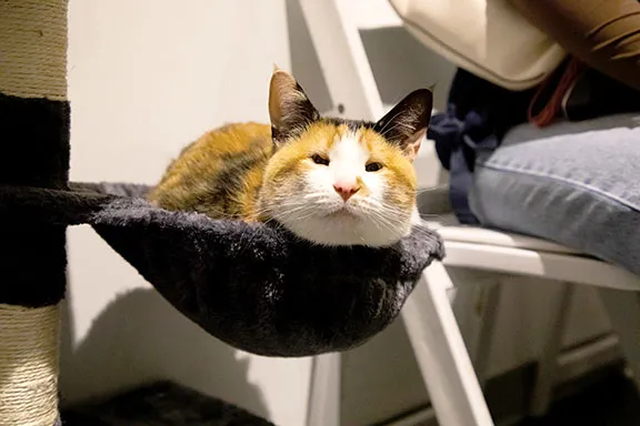 Go on the Prowl at the Upcoming Cat Convention in Holmdel