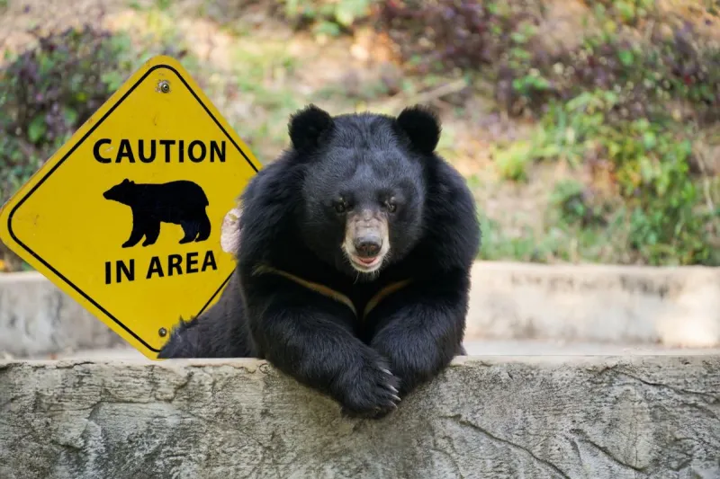 NJ bear reports jump 22% - where is the biggest danger?