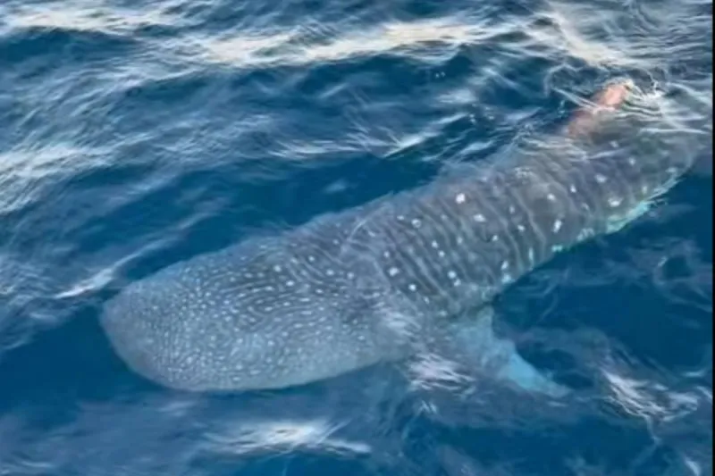 Rare giant fish spotted off Brielle - watch the encounter
