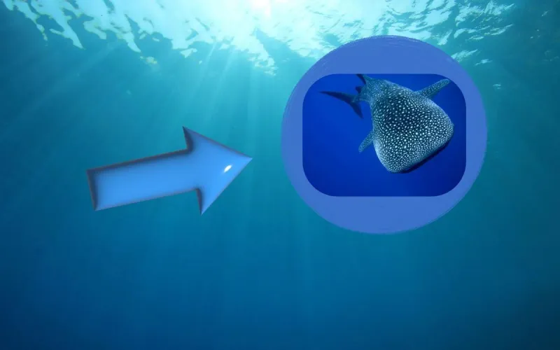 Rare Whale Shark Circles Fishing Boat at the Jersey Shore