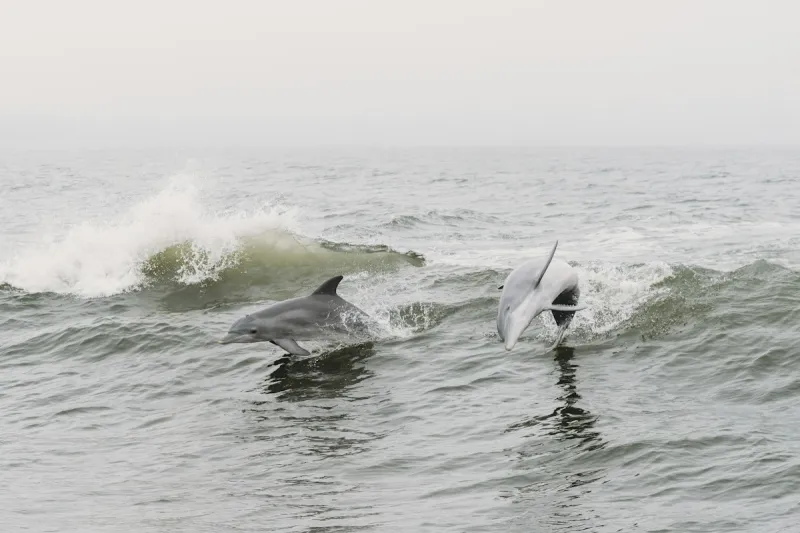 The Best Place To Look For Dolphins In Margate Is... LUCY!