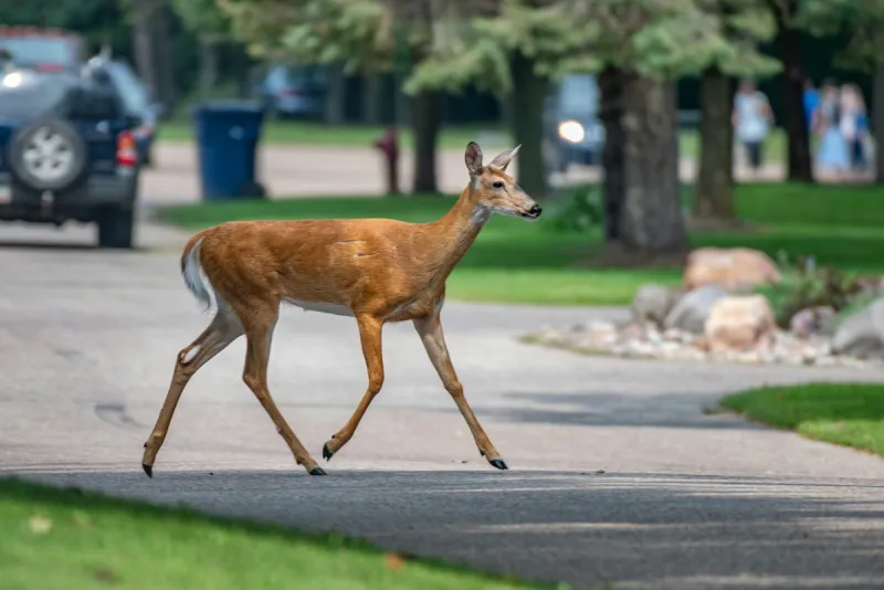 Already Saw One This Morning... Watch Out For Deer, South Jersey!