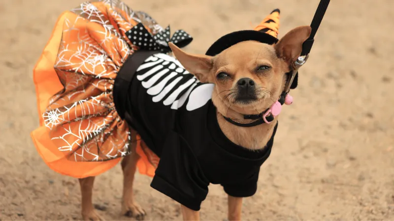 Halloween Events for Dogs and Their Humans in Essex County