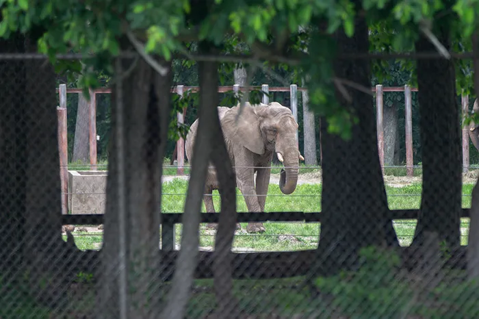 Animal Group Seeks Federal Review Of Six Flags Elephant Habitat