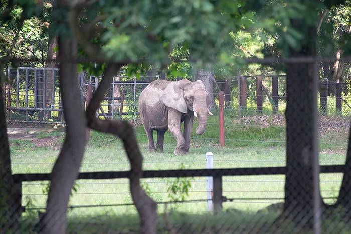 USDA Inspection Finds No Violations At Six Flags After Elephant Complaint